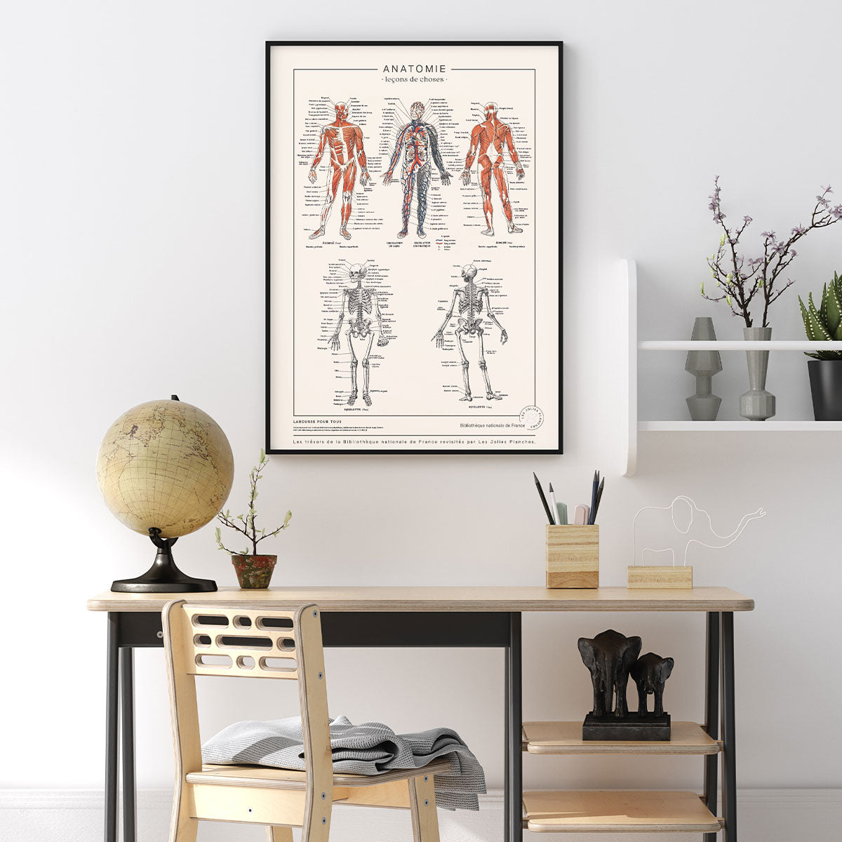 Affiche Anatomie détaillée Les Jolies Planches 50x70 cm – Decoclico