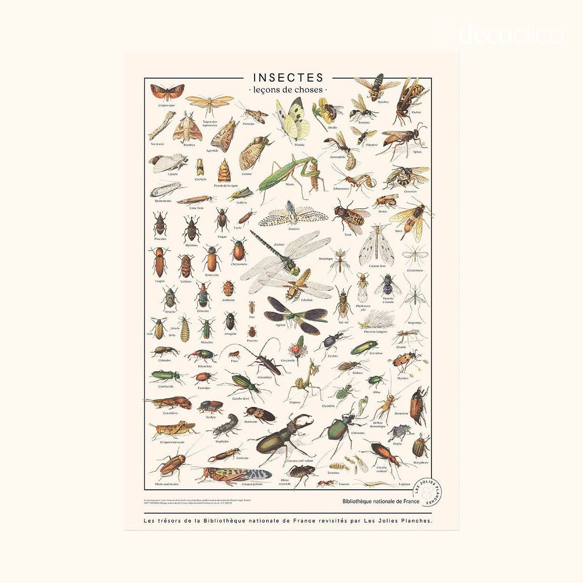 Affiche Insectes Les Jolies Planches 50x70 cm