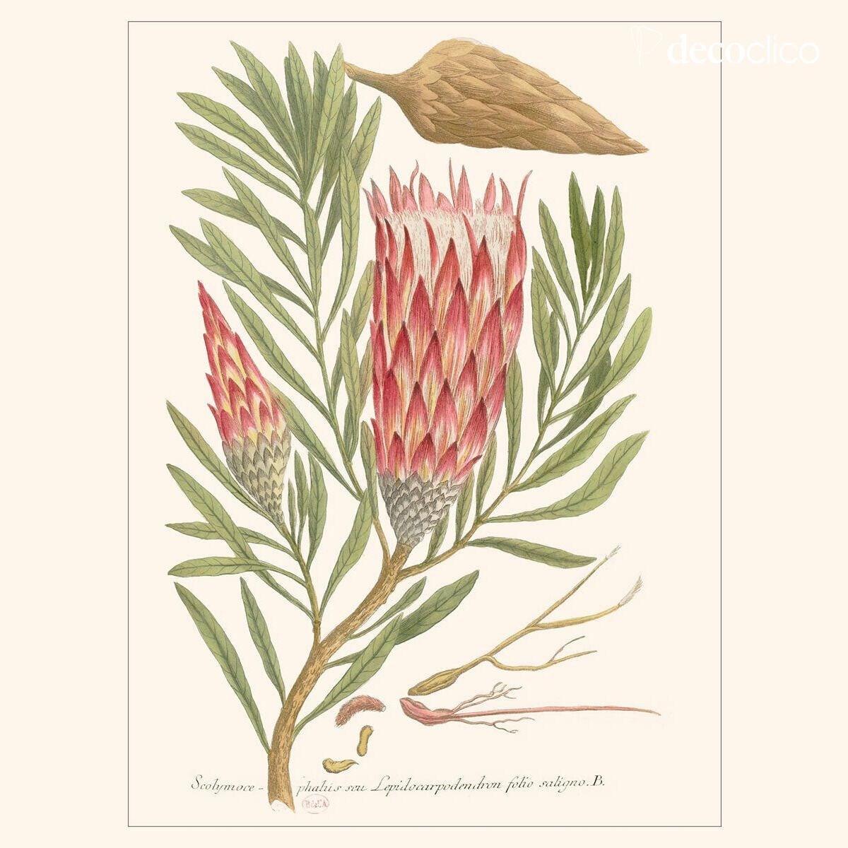 Affiche Scolimoce Les Jolies Planches 30x40 cm