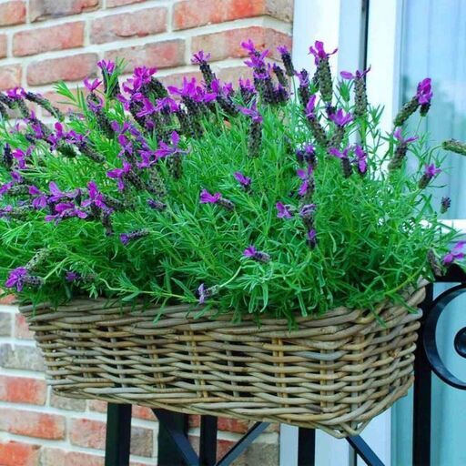 ardinière en rotin naturel tressé | Decoclico