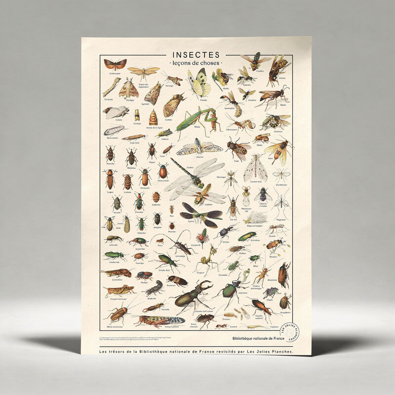 Poster Insekten 50x70 cm Les Jolies Planches